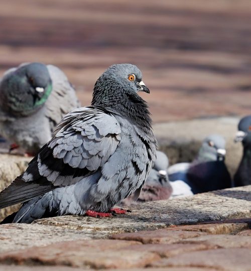 pigeon pests